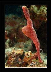 Halimeda - Robust Ghostpipe fish in SEAVENTURE reef, Mabu... by Adriano Trapani 
